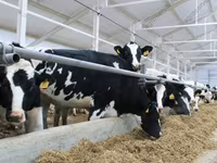 Vacă, Rasa Holstein — foto 1