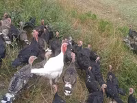 Turkeys — عکس 3