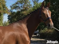 Hoppe, Hanoverian — foto 4