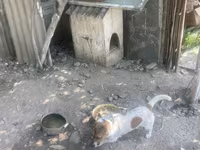 Kiçik ölçülü it evi – it üçün taxta budka - Material: qalın taxta — عکس 4