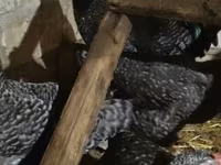 Australorp — foto 3
