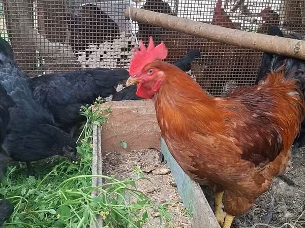 Chickens