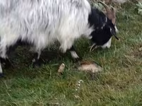Capre (lotto, sesso non specificato), Saanen goat — foto 5