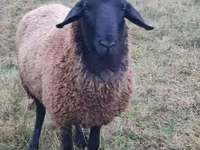 Bélier, Tsigai sheep — photo 3