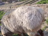 قوچ, Arashan sheep — عکس 1