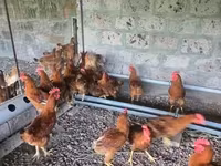 Chickens — फ़ोटो 2