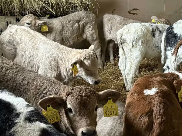 Lo’ (xirmo, jins lama sheegin), Cattle