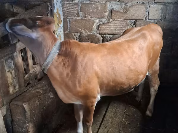 Lo’, Cattle
