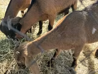 Kambing betina, Alpine goat — foto 2