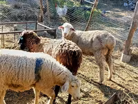 মেষী, ভেড়া — ছবি 3