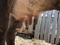 Mucca, Bovini — foto 5