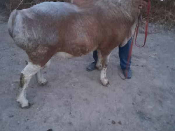 Wad, Sheep