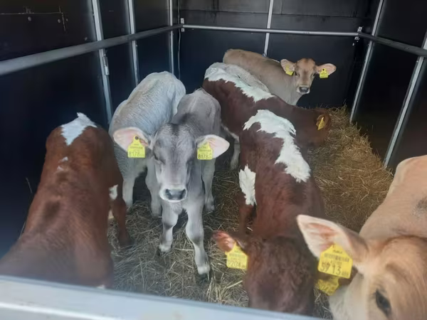 گاو نر, Simmental cattle