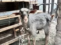 بز ماده, Saanen goat — عکس 6