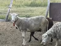 Oaie, Dorper sheep — foto 8