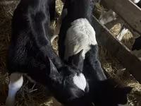 گاو نر, Russian Black pied cattle — عکس 5