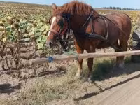 Kuda betina, Horses — foto 3