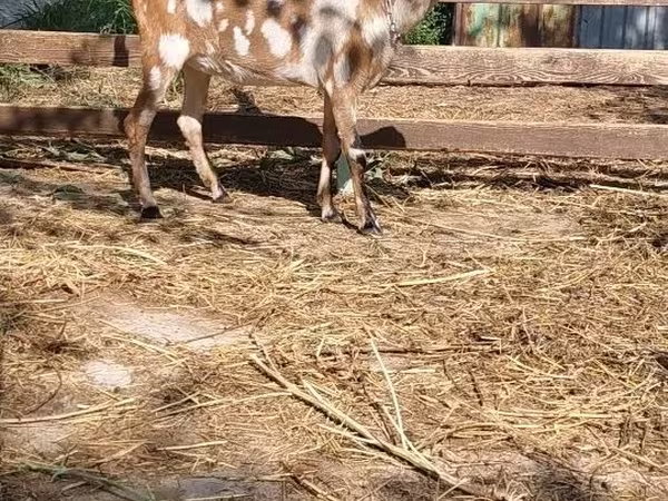 Cabra, Nubian Goat