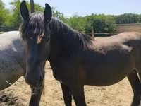 Koń, Hungarian horse breed — zdjęcie 2