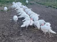 Turkeys — zdjęcie 2