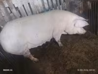 Cerda, Cerdos — foto 1