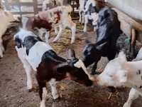 گاو نر, Russian Black pied cattle — عکس 2