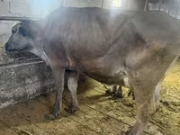 Mucca, Bovini — foto 3
