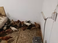 gà mái Séc vàng lốm đốm — ảnh 4