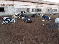 Lembu betina, Holstein breed — foto 2