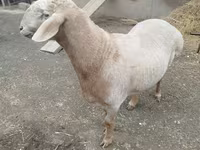 Montone, Arashan sheep — foto 8