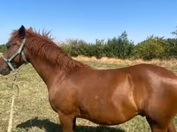 ፈረስ, Horses — ፎቶ 2