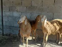 قوچ, Arashan sheep — عکس 4