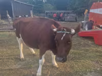 Vaca, Simmental cattle — foto 3