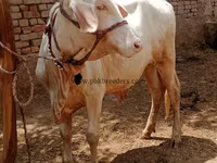 பசு, மாடுகள் — புகைப்படம் 2