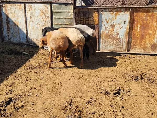 Widder, Rhon sheep
