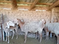 Schaf, Arashan sheep — Foto 4