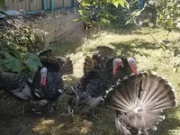 Turkeys — φωτογραφία 2