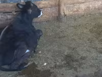 Ցուլ, Swiss cattle — լուսանկար 2