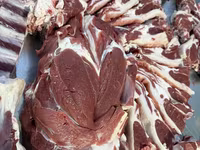 مینڈھا, بھیڑیں — تصویر 8