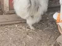 Silkie — foto 3