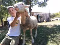 میش, Lacaune sheep — عکس 3