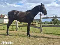 Cal, Nonius horse — foto 6