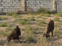 Koza, Kozy — foto 2