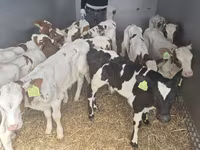 Býk, Simmental cattle — foto 4