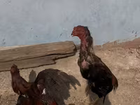 Chickens — zdjęcie 5