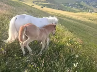 Азаргагүй морь, Адуу — 4 зураг