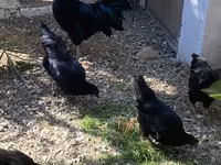 Ayam Cemani — zdjęcie 7