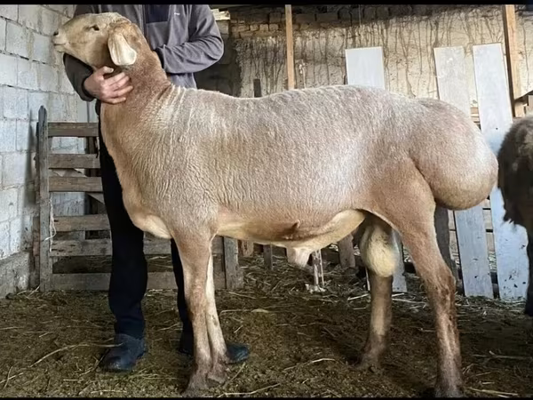 Kambing jantan, Hissar sheep
