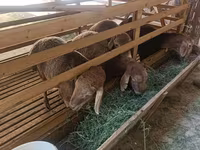 Får, Hissar sheep — foto 3