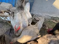 Ducks — الصورة 3